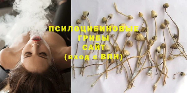 прущие грибы Аркадак